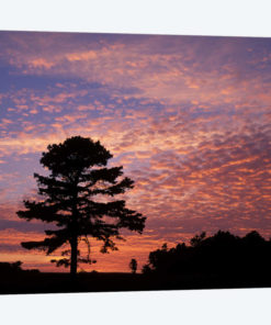 Pine Tree Silhouette At Sunrise, Cumberland Gap National Historic Park, Kentucky, USA