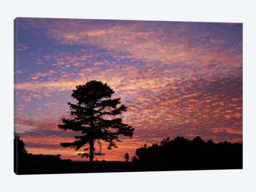 Pine Tree Silhouette At Sunrise, Cumberland Gap National Historic Park, Kentucky, USA