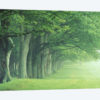Stately Row Of Trees, Kentucky, USA