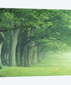 Stately Row Of Trees, Kentucky, USA