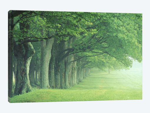 Stately Row Of Trees, Kentucky, USA