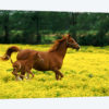 Arabian Foal And Mare In A Field Of Buttercups, Louisville, Jefferson County, Kentucky, USA