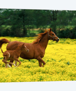 Arabian Foal And Mare In A Field Of Buttercups, Louisville, Jefferson County, Kentucky, USA