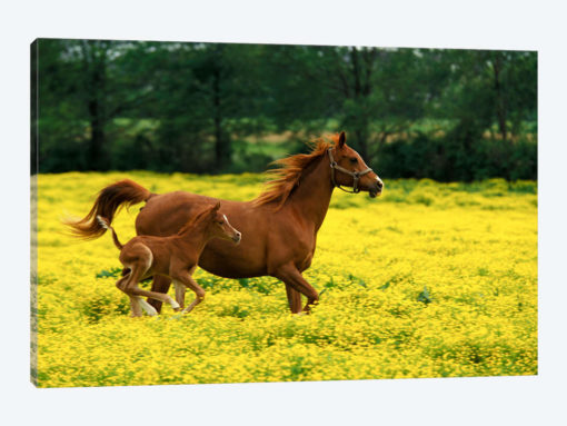 Arabian Foal And Mare In A Field Of Buttercups, Louisville, Jefferson County, Kentucky, USA
