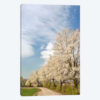 Crabapple Trees With White Blooms, Louisville, Jefferson County, Kentucky, USA