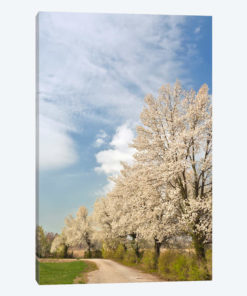 Crabapple Trees With White Blooms, Louisville, Jefferson County, Kentucky, USA
