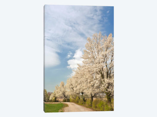 Crabapple Trees With White Blooms, Louisville, Jefferson County, Kentucky, USA