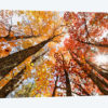 Low-Angle Autumn View Of Maple Trees, Upper Peninsula, Michigan, USA