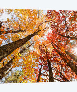 Low-Angle Autumn View Of Maple Trees, Upper Peninsula, Michigan, USA