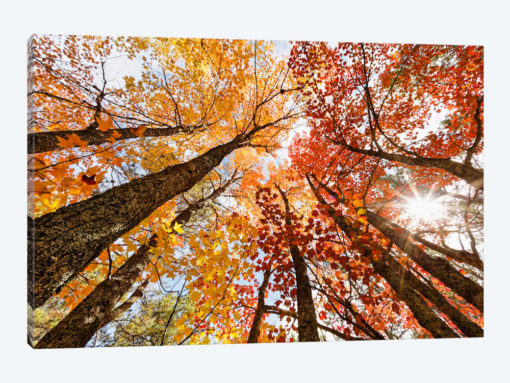 Low-Angle Autumn View Of Maple Trees, Upper Peninsula, Michigan, USA