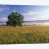 Lone Bur Oak Tree With A Foggy Background, Cades Cove, Great Smoky Mountains National Park, Tennessee, USA