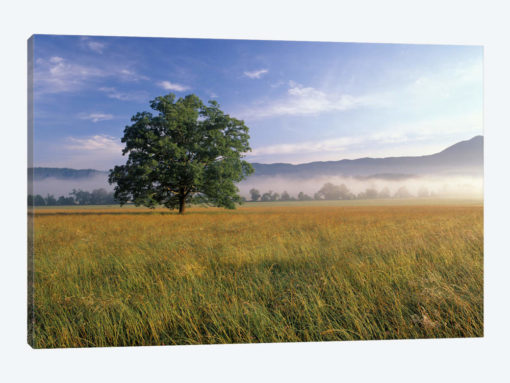 Lone Bur Oak Tree With A Foggy Background, Cades Cove, Great Smoky Mountains National Park, Tennessee, USA