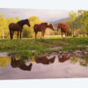 Wild Horses, Cades Cove, Great Smoky Mountains National Park, Tennessee, USA