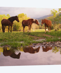 Wild Horses, Cades Cove, Great Smoky Mountains National Park, Tennessee, USA
