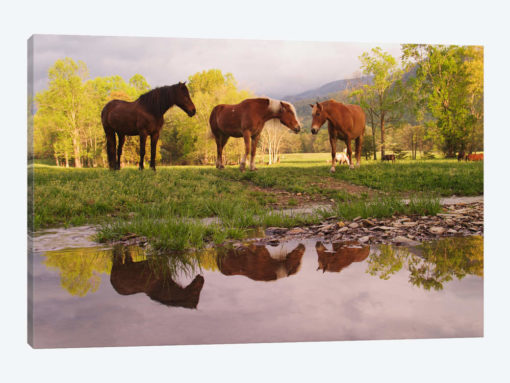 Wild Horses, Cades Cove, Great Smoky Mountains National Park, Tennessee, USA