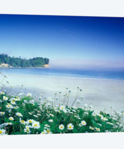 Crescent Beach With Daisies In The Foreground, Port Angeles, Washington, USA
