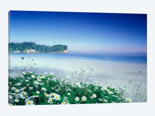 Crescent Beach With Daisies In The Foreground, Port Angeles, Washington, USA