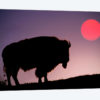 Bison (American Buffalo) Silhouette At Sunrise, Yellowstone National Park, Wyoming, USA