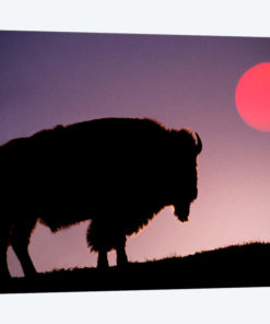Bison (American Buffalo) Silhouette At Sunrise, Yellowstone National Park, Wyoming, USA