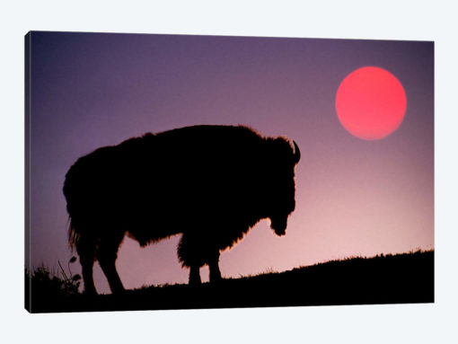 Bison (American Buffalo) Silhouette At Sunrise, Yellowstone National Park, Wyoming, USA