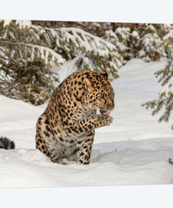 Amur Leopard In Winter I