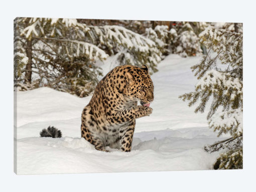 Amur Leopard In Winter I