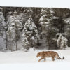 Amur Leopard In Winter II