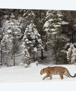 Amur Leopard In Winter II