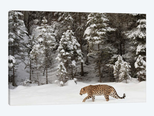 Amur Leopard In Winter II