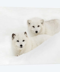 Arctic Fox In Snow, Montana I