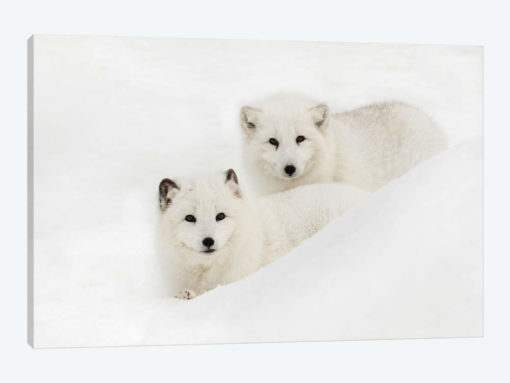 Arctic Fox In Snow, Montana I