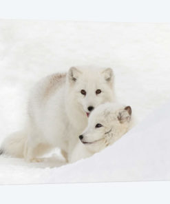 Arctic Fox In Snow, Montana, Vulpes Fox.
