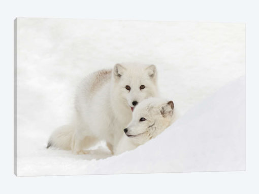 Arctic Fox In Snow, Montana, Vulpes Fox.
