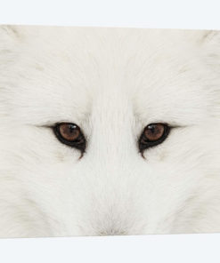 Arctic Fox In Snow, Montana II