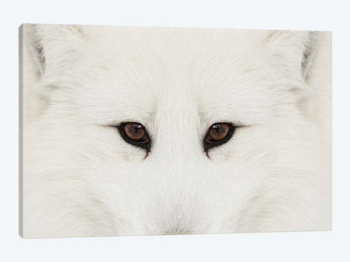 Arctic Fox In Snow, Montana II