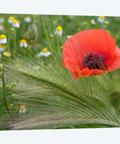 Lone Red Poppy, Tuscany Region, Italy