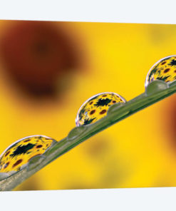 Black Eyed Susan's Refracted In Dew Drops On Blade Of Grass.