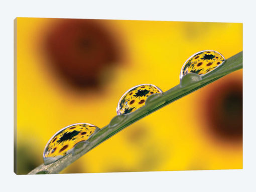 Black Eyed Susan's Refracted In Dew Drops On Blade Of Grass.