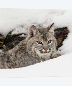 Bobcat in snow, Montana