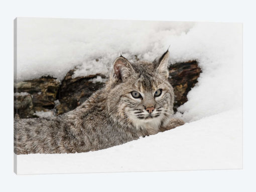 Bobcat in snow, Montana