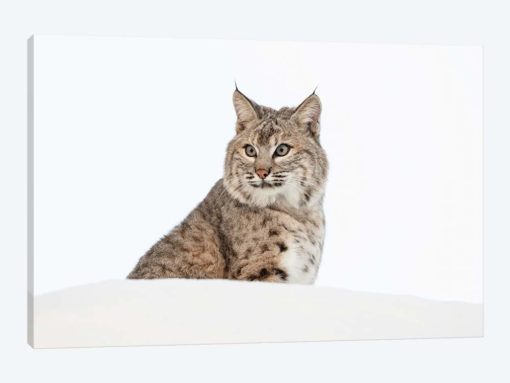 Bobcat in snow, Montana. Lynx Rufus