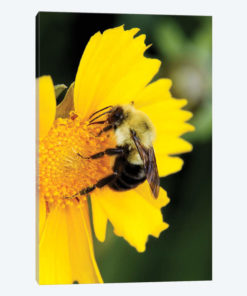 Carpenter Bee collecting nectar, Kentucky