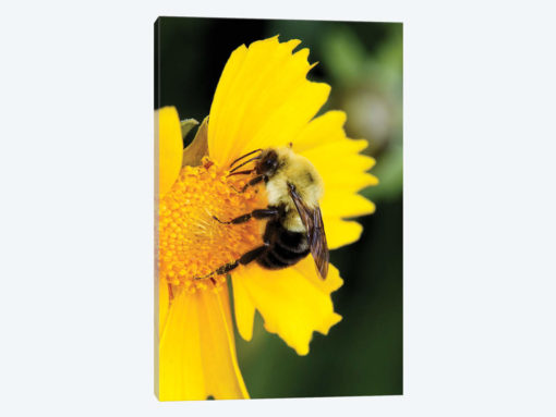 Carpenter Bee collecting nectar, Kentucky