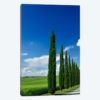 Line Of Cypress Trees, Tuscany Region, Italy