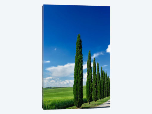 Line Of Cypress Trees, Tuscany Region, Italy