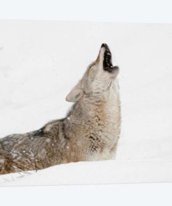 Coyote howling in snow, Montana