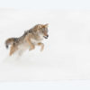 Coyote in snow, Montana I