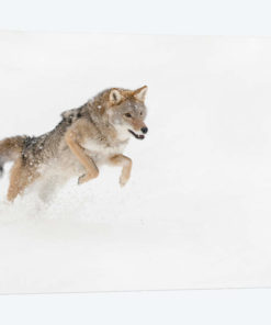 Coyote in snow, Montana I