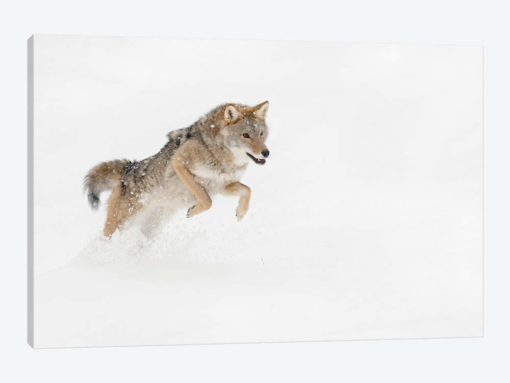 Coyote in snow, Montana I