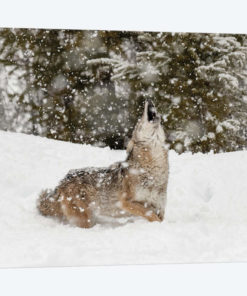 Coyote in snow, Montana II